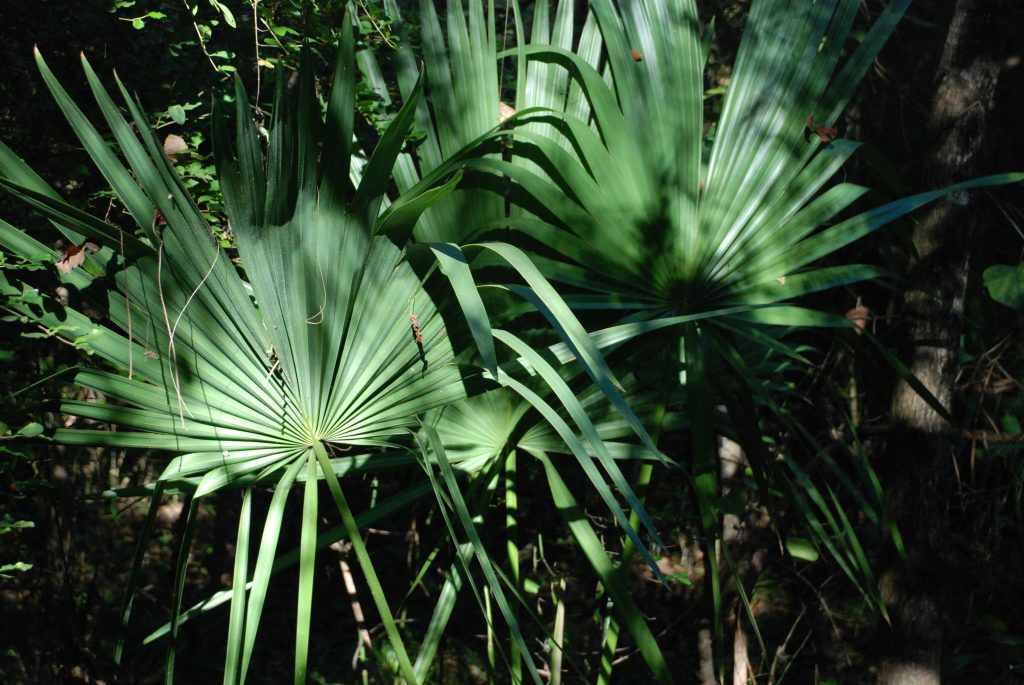 The Narrow Path: A Palm Sunday Poem